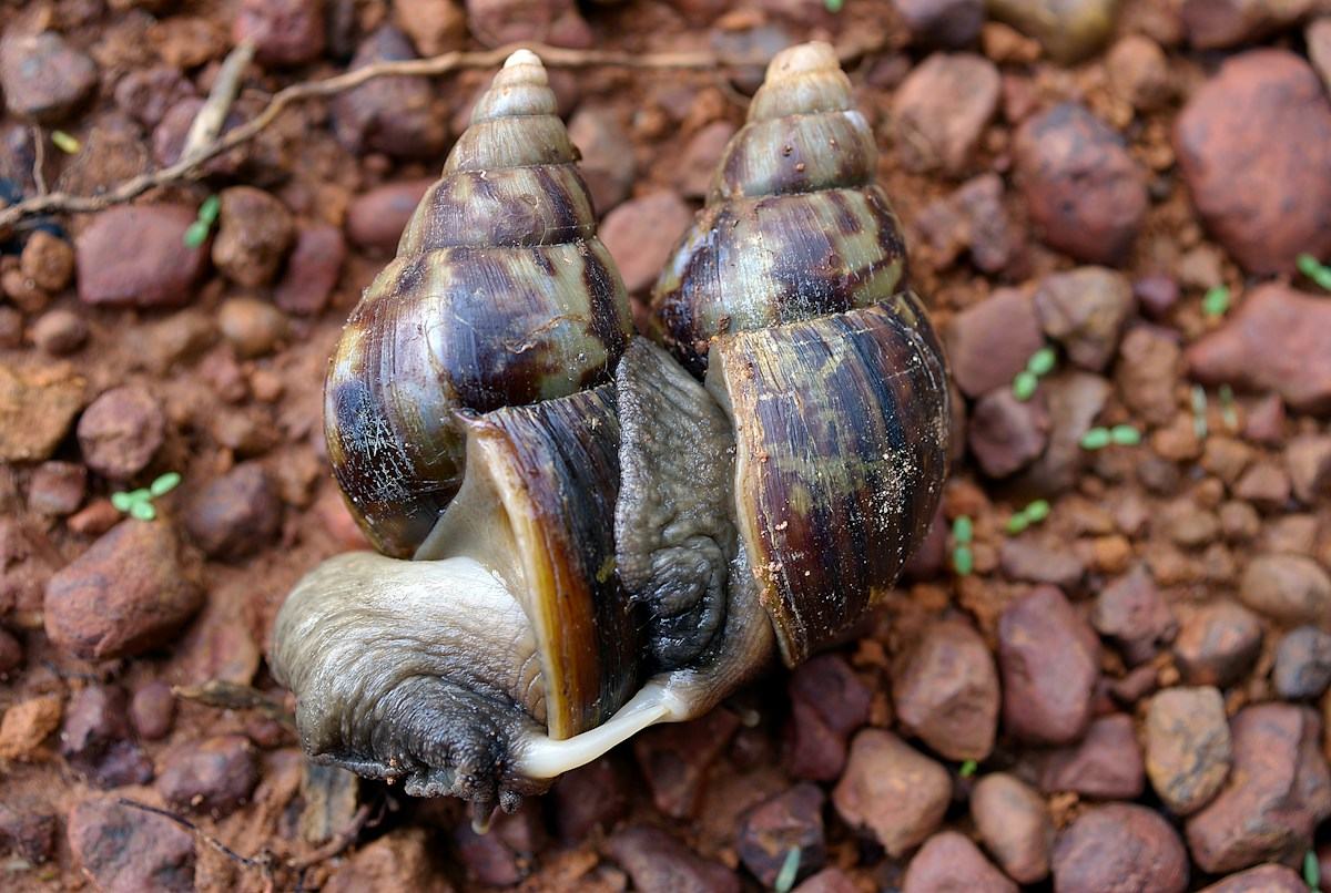 Escargots