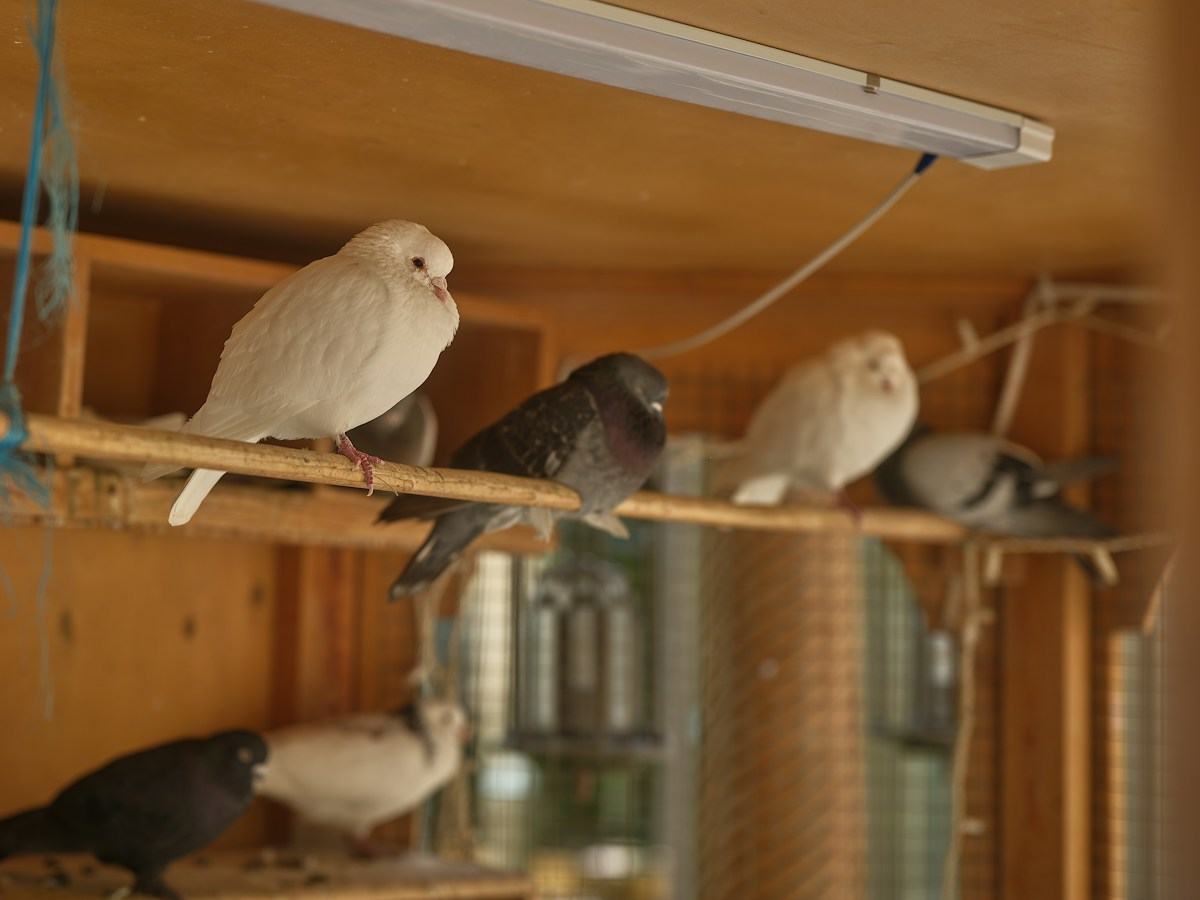 Pigeons