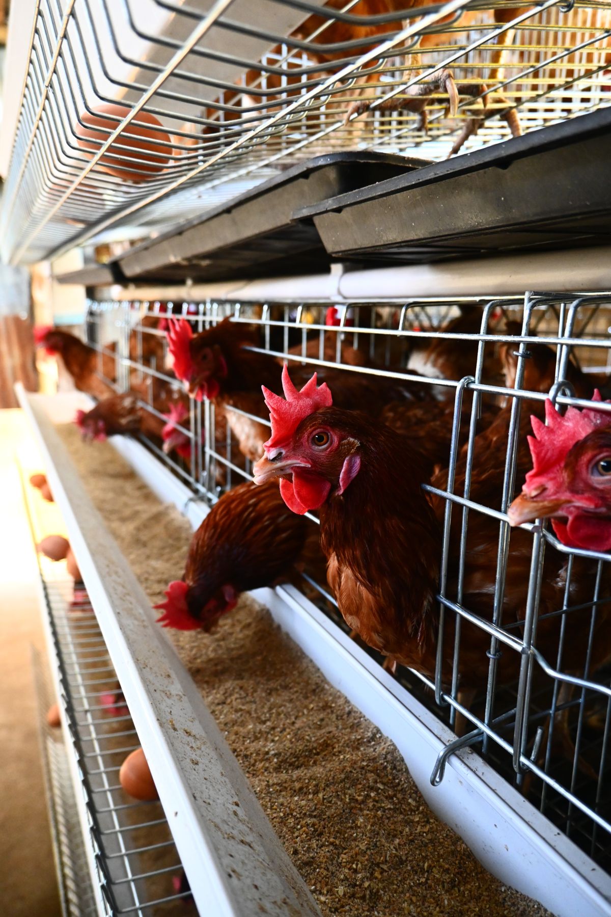 Poules pondeuses