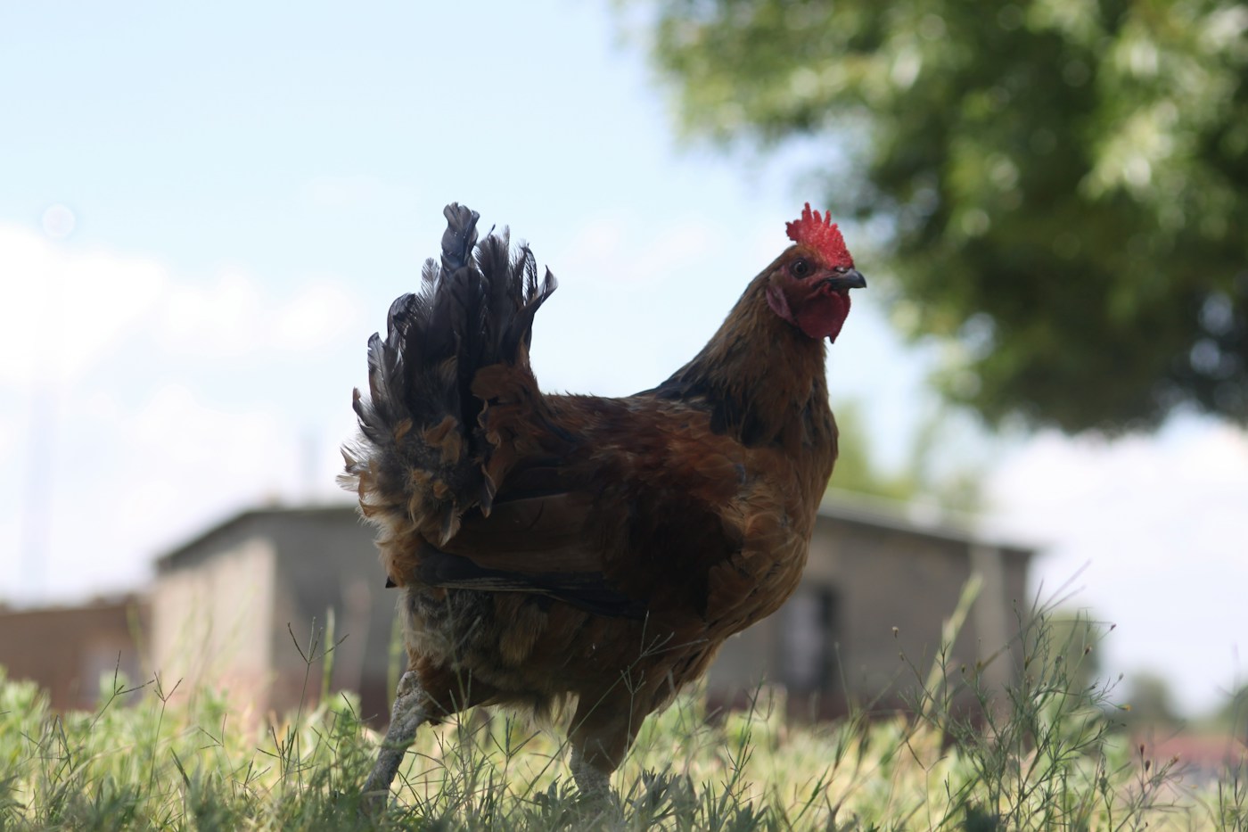 Coq de village
