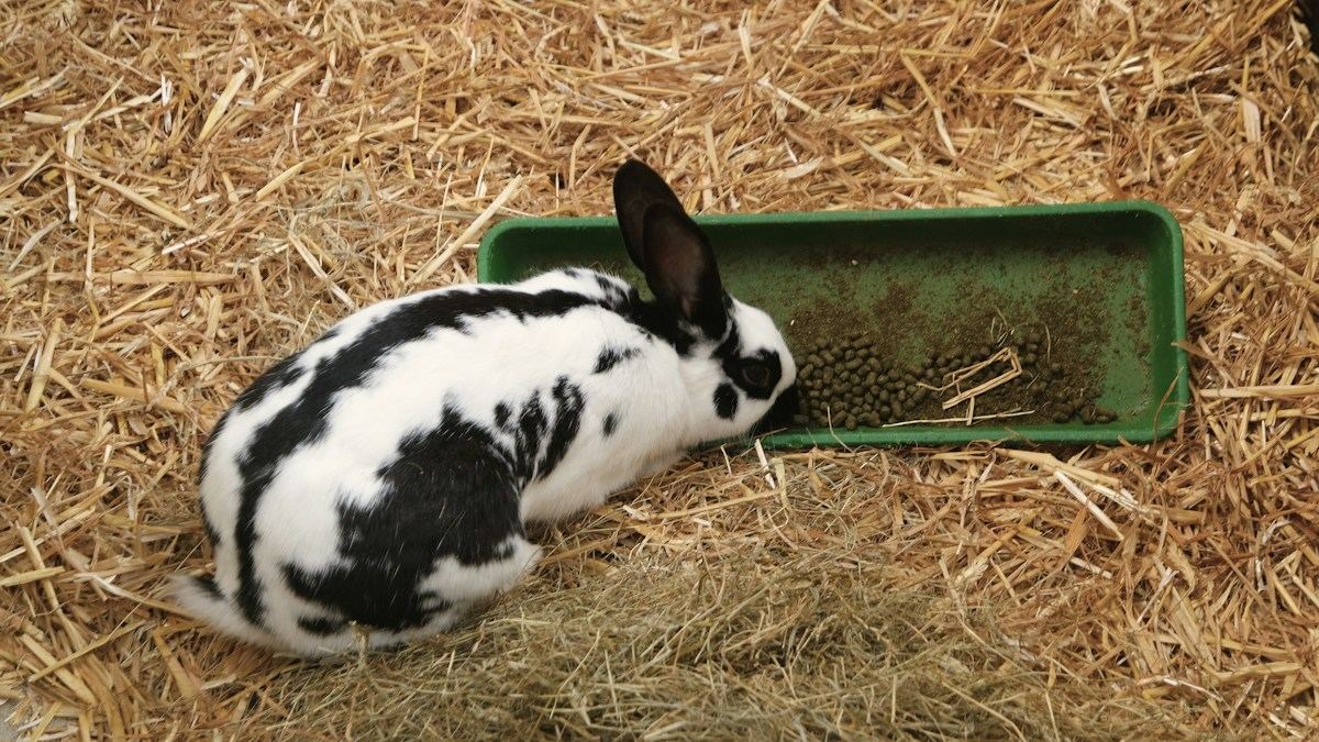 Élevage de lapins