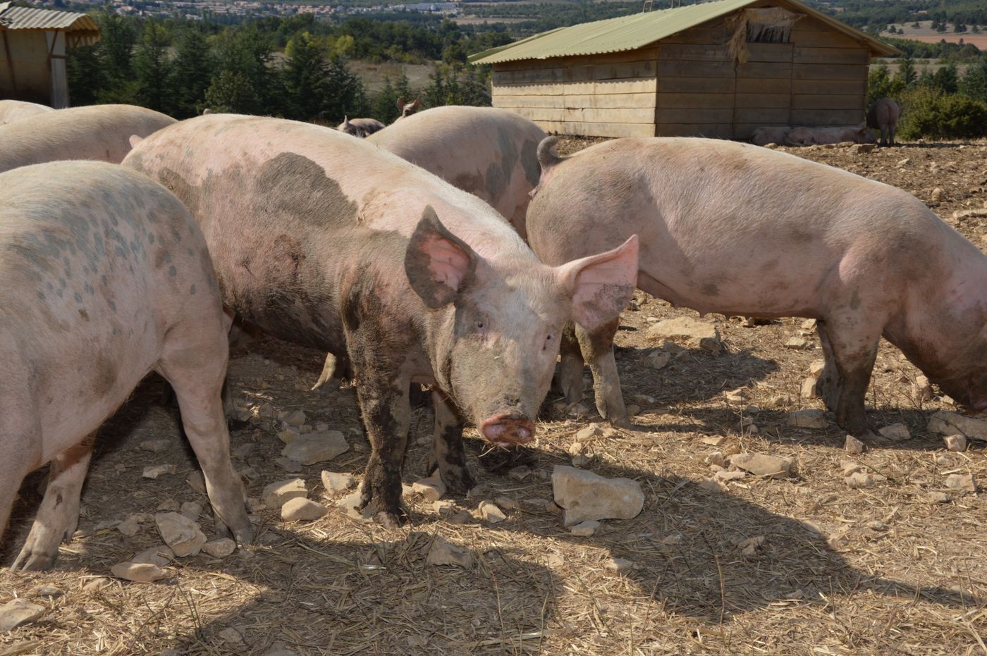 Élevage de porcs